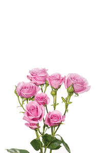 Blue Moon Spray Rose second stage of bloom, premium Ecuadorian rose for export by Royal Flowers