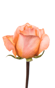 Coral Reef Rose first stage of bloom, premium Ecuadorian rose for export by Royal Flowers