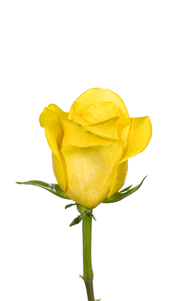 Goldfinch Rose second stage of bloom, premium Ecuadorian rose for export by Royal Flowers