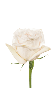 White O´hara Rose second stage of bloom, premium Ecuadorian rose for export by Royal Flowers