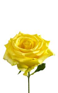 Cancun Rose first stage of bloom, premium Ecuadorian rose for export by Royal Flowers