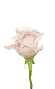 Sweet Escimo Rose second stage of bloom, premium Ecuadorian rose for export by Royal Flowers