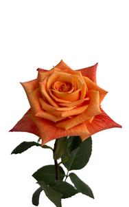 Mango Tango Rose first stage of bloom, premium Ecuadorian rose for export by Royal Flowers