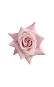 Yoga Rose in topdown view, premium Ecuadorian rose for export by Royal Flowers