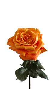 Mango Tango Rose first stage of bloom, premium Ecuadorian rose for export by Royal Flowers