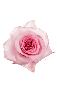 Christa Rose in topdown view, premium Ecuadorian rose for export by Royal Flowers