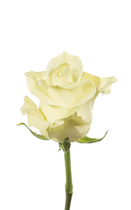 Mondial Rose first stage of bloom, premium Ecuadorian rose for export by Royal Flowers