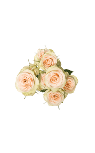 Petite Chablis Spray Rose in topdown view, premium Ecuadorian rose for export by Royal Flowers