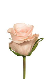 Madonna Rose second stage of bloom, premium Ecuadorian rose for export by Royal Flowers