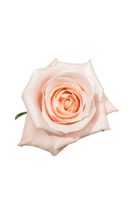 Madonna Rose in topdown view, premium Ecuadorian rose for export by Royal Flowers