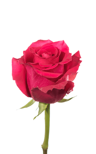 Full Monty Rose second stage of bloom, premium Ecuadorian rose for export by Royal Flowers