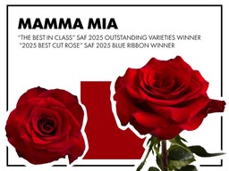 Mamma Mia Red Rose Collage