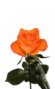Joy Rose first stage of bloom, premium Ecuadorian rose for export by Royal Flowers