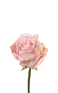 Sweet 4 Love Rose first stage of bloom, premium Ecuadorian rose for export by Royal Flowers