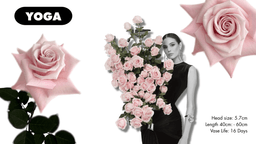 Visual collage of the yoga rose with information on its head size, length, and vase life.