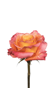 Free Spirit Rose third stage of bloom, premium Ecuadorian rose for export by Royal Flowers