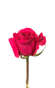 Hot Lady Rose first stage of bloom, premium Ecuadorian rose for export by Royal Flowers