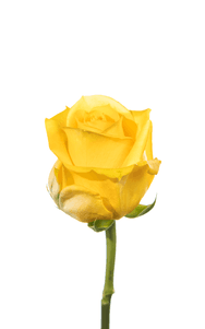 Supersun Rose first stage of bloom, premium Ecuadorian rose for export by Royal Flowers