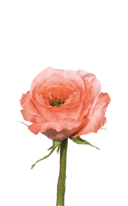 Mandarin X-Pression Rose first stage of bloom, premium Ecuadorian rose for export by Royal Flowers