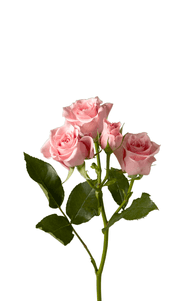Elba Spray Rose in topdown view, premium Ecuadorian rose for export by Royal Flowers