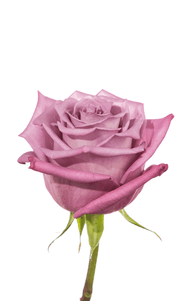 Moody Blues Rose third stage of bloom, premium Ecuadorian rose for export by Royal Flowers