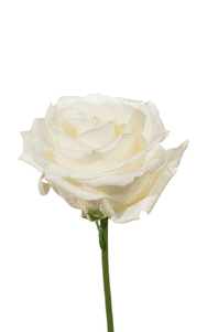 Tibet Rose third stage of bloom, premium Ecuadorian rose for export by Royal Flowers