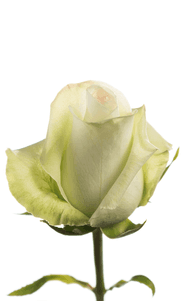 Alba Rose first stage of bloom, premium Ecuadorian rose for export by Royal Flowers