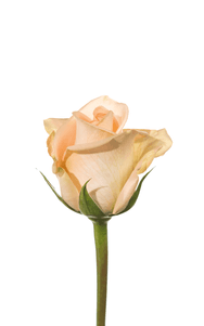 Tiffany Rose first stage of bloom, premium Ecuadorian rose for export by Royal Flowers