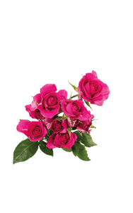 Supernova Spray Rose in topdown view, premium Ecuadorian rose for export by Royal Flowers