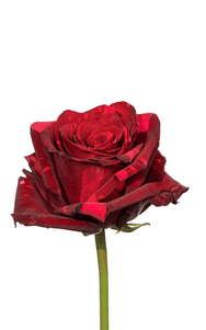 Red Panther Rose third stage of bloom, premium Ecuadorian rose for export by Royal Flowers