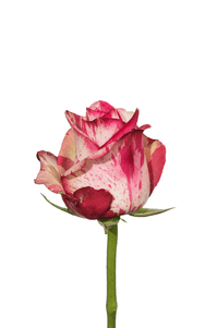 Magic Times Rose first stage of bloom, premium Ecuadorian rose for export by Royal Flowers