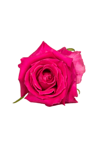 Topaz Rose in topdown view, premium Ecuadorian rose for export by Royal Flowers