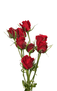 Scarlet Mimi Spray Rose first stage of bloom, premium Ecuadorian rose for export by Royal Flowers