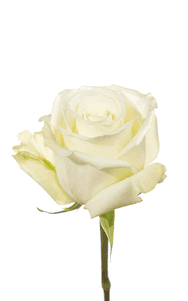White Dove Rose second stage of bloom, premium Ecuadorian rose for export by Royal Flowers
