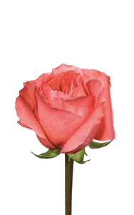 Candy X-Pression Rose second stage of bloom, premium Ecuadorian rose for export by Royal Flowers