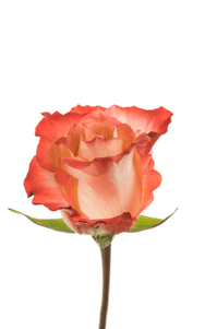 Cabaret Rose first stage of bloom, premium Ecuadorian rose for export by Royal Flowers