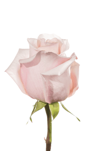 Mother of Pearl Rose second stage of bloom, premium Ecuadorian rose for export by Royal Flowers