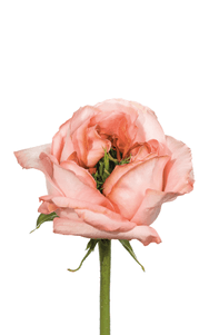 Mandarin X-Pression Rose second stage of bloom, premium Ecuadorian rose for export by Royal Flowers