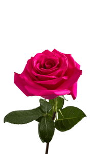 Tina Rose first stage of bloom, premium Ecuadorian rose for export by Royal Flowers