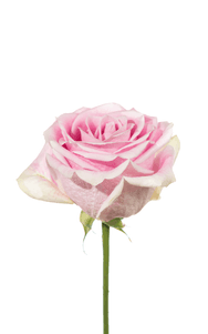 Rosita Vendela Rose third stage of bloom, premium Ecuadorian rose for export by Royal Flowers