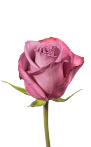 Moody Blues Rose first stage of bloom, premium Ecuadorian rose for export by Royal Flowers