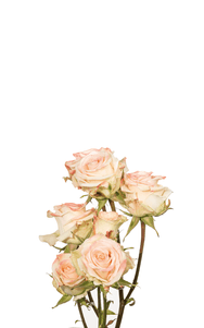 Antara Folies Spray Rose second stage of bloom, premium Ecuadorian rose for export by Royal Flowers