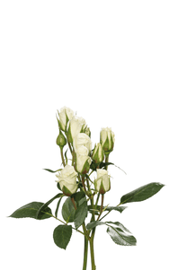 Viviane Spray Rose first stage of bloom, premium Ecuadorian rose for export by Royal Flowers