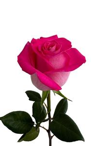 Topaz Rose third stage of bloom, premium Ecuadorian rose for export by Royal Flowers