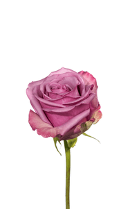 Cool Water Rose third stage of bloom, premium Ecuadorian rose for export by Royal Flowers