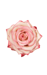 Paloma Rose in topdown view, premium Ecuadorian rose for export by Royal Flowers