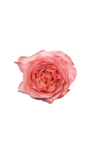 Candy X-Pression Rose in topdown view, premium Ecuadorian rose for export by Royal Flowers