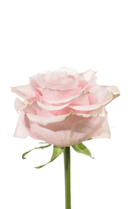 Pink Mondial Rose third stage of bloom, premium Ecuadorian rose for export by Royal Flowers