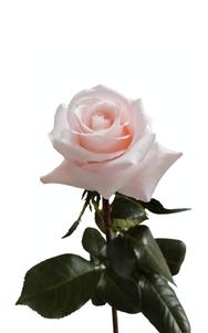 Sweet Beat Rose first stage of bloom, premium Ecuadorian rose for export by Royal Flowers