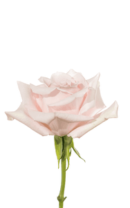 Sweet Escimo Rose third stage of bloom, premium Ecuadorian rose for export by Royal Flowers